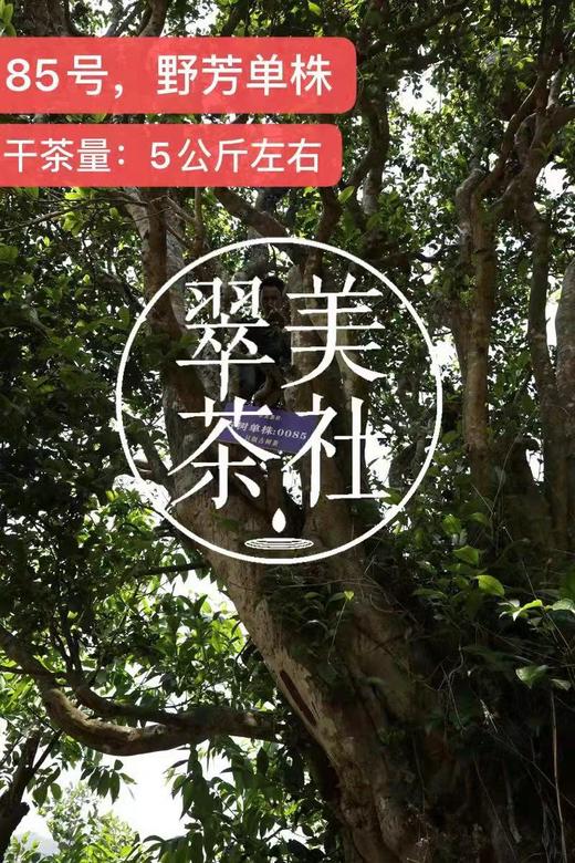 2024【野芳单株】野放古树茶，特别的普洱“妖”气！ 商品图5