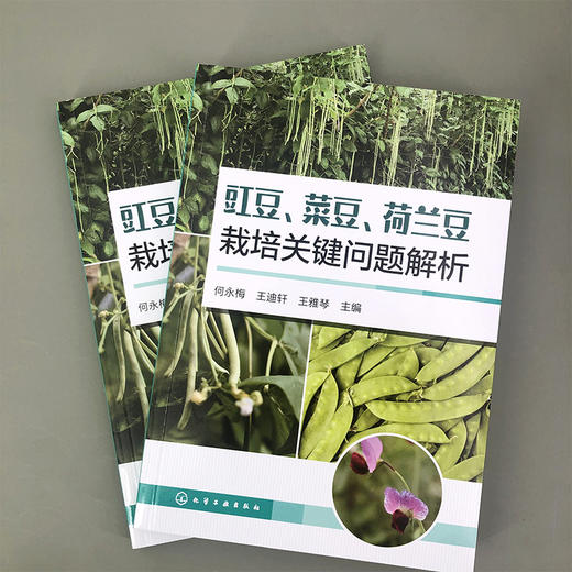 豇豆、菜豆、荷兰豆栽培关键问题解析 商品图1