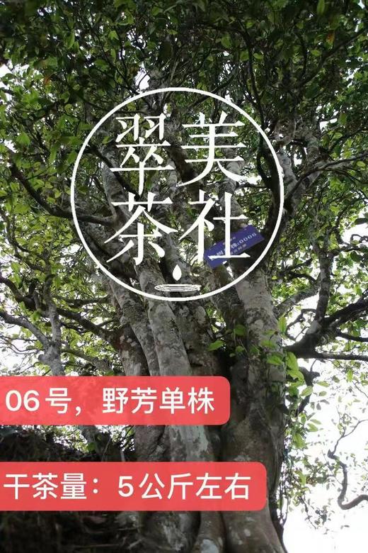 2024【野芳单株】野放古树茶，特别的普洱“妖”气！ 商品图7