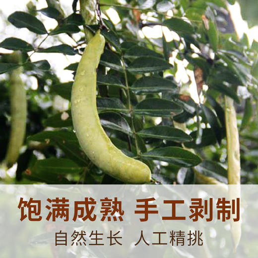 在菌屋 云南梁河单荚皂角米250g/罐 不熏硫不加糖 精选颗粒饱满的大籽手工剥壳 商品图9