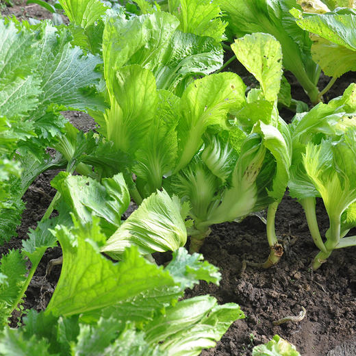 【基地直发】 有机蔬菜包心芥菜4斤/6斤/10斤装欧盟认证包邮 商品图3