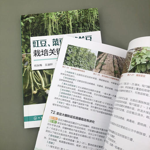 豇豆、菜豆、荷兰豆栽培关键问题解析 商品图8