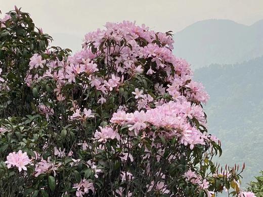 户外@【高山杜鹃·天露山】新兴天露山杜鹃1天 商品图1