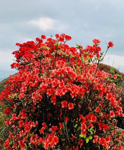 户外@【高山杜鹃·天露山】新兴天露山杜鹃1天 商品图3