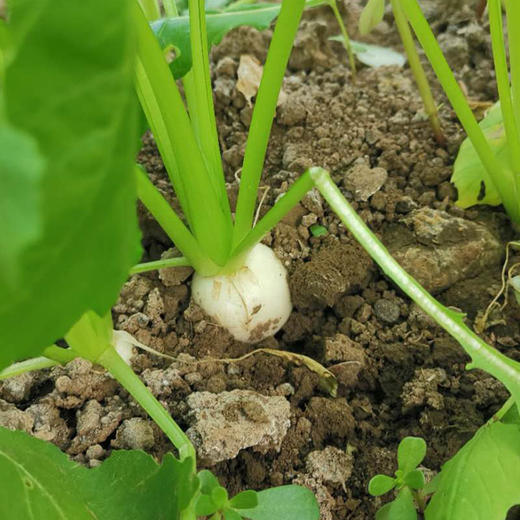 【基地直发】 有机小芜菁萝卜4斤/6斤/10斤装欧盟认证包邮 商品图4