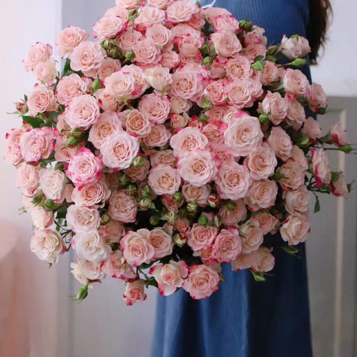 b级60厘米多头玫瑰折射一扎10支享受会员价