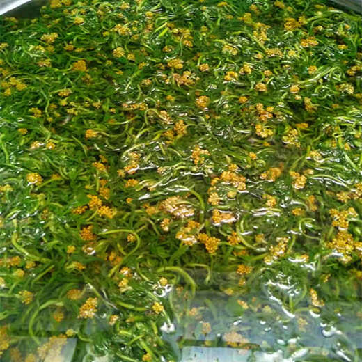 【安顺涂记 清明粑】4个/袋约500g 特色风味小食30年老字号多种口味任选纯手工制作    商品图2