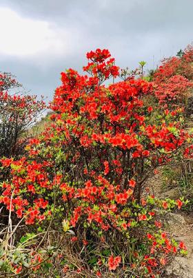 户外@【高山杜鹃·天露山】新兴天露山杜鹃1天