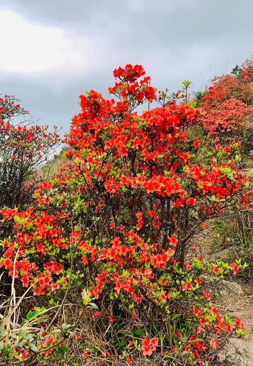 户外@【高山杜鹃·天露山】新兴天露山杜鹃1天 商品图0