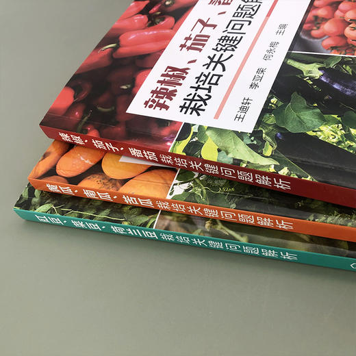 豇豆、菜豆、荷兰豆栽培关键问题解析 商品图11