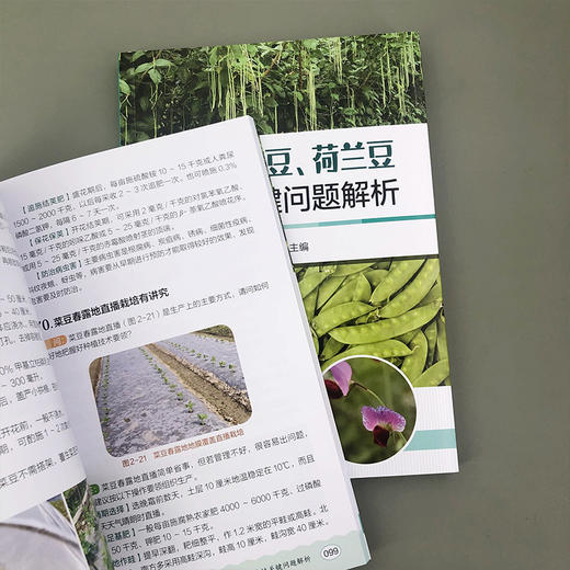 豇豆、菜豆、荷兰豆栽培关键问题解析 商品图4