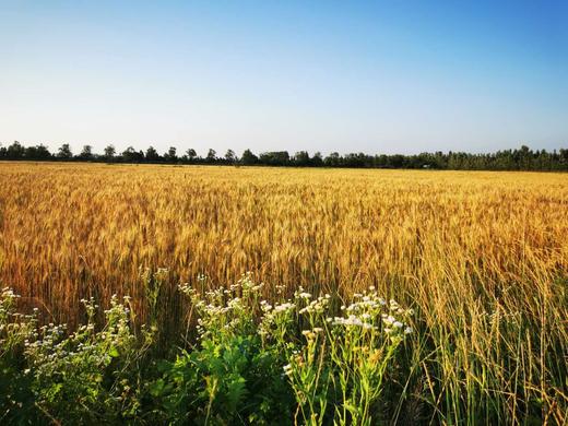 自然馒头  自然农法种植，山泉水和面，老面发酵，O添加，自然酵母 商品图7