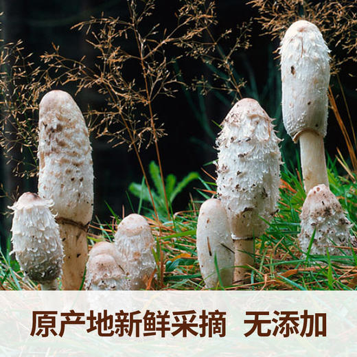 在菌屋 云南鸡腿菇干货500g 商品图2