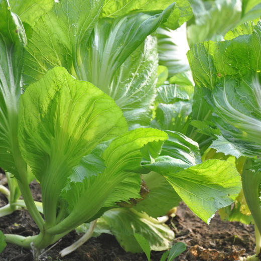 【基地直发】 有机蔬菜包心芥菜4斤/6斤/10斤装欧盟认证包邮 商品图4