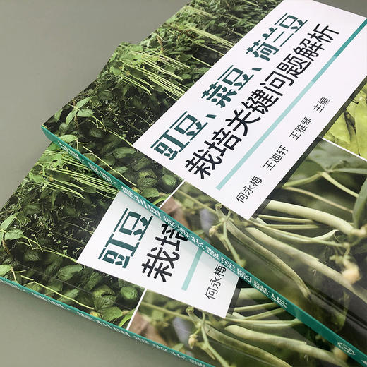 豇豆、菜豆、荷兰豆栽培关键问题解析 商品图2