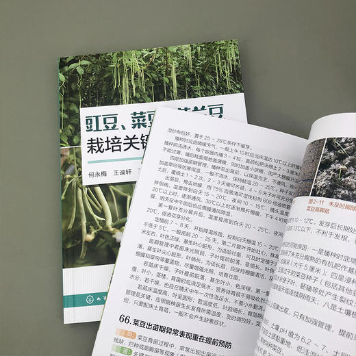 豇豆、菜豆、荷兰豆栽培关键问题解析 商品图7