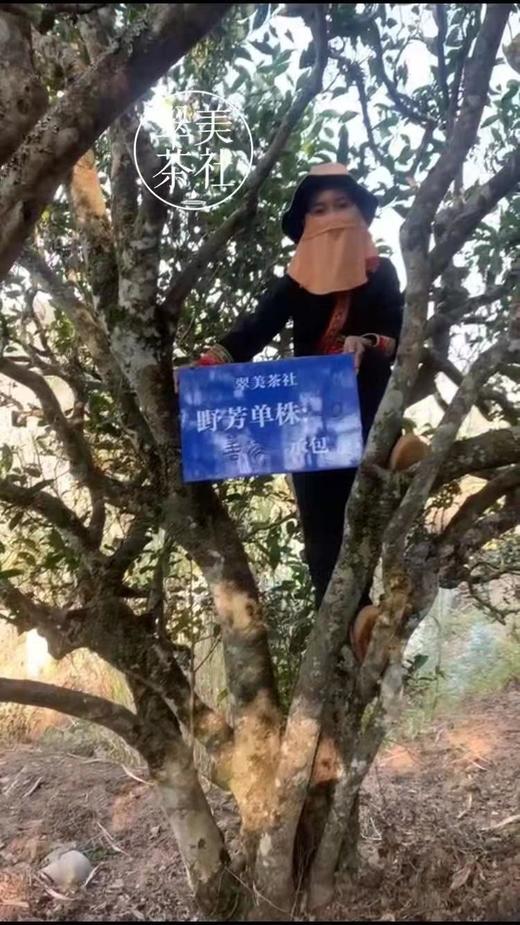 2024【野芳单株】野放古树茶，特别的普洱“妖”气！ 商品图11