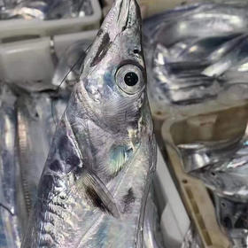 野生海钓大带鱼，东海小黄鱼，大墨鱼，斑节虾。及时海鲜，捕捞到港即发货，非冷冻品。可以吃的出来的海鲜