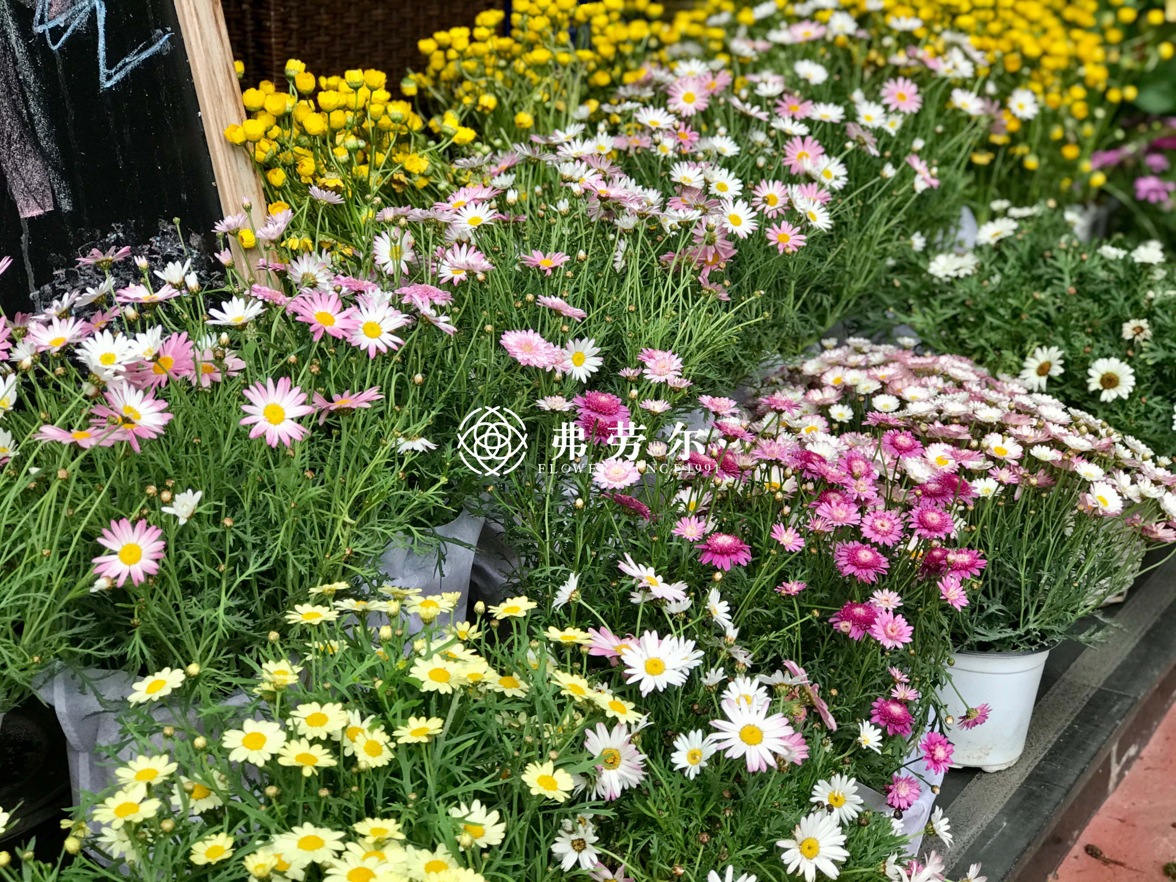 玛格丽特小盆栽