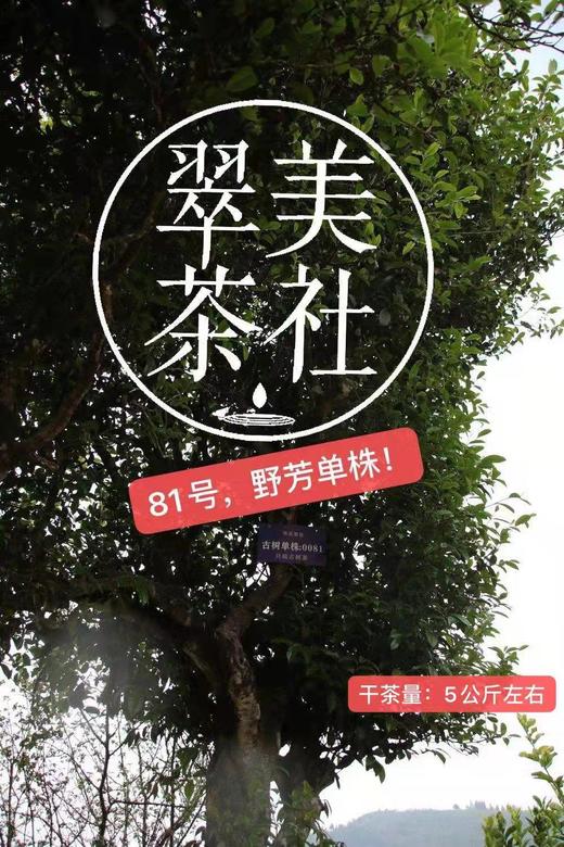 2024【野芳单株】野放古树茶，特别的普洱“妖”气！ 商品图12