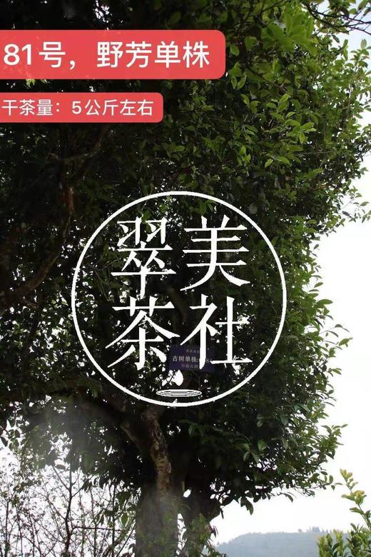 2024【野芳单株】野放古树茶，特别的普洱“妖”气！ 商品图6