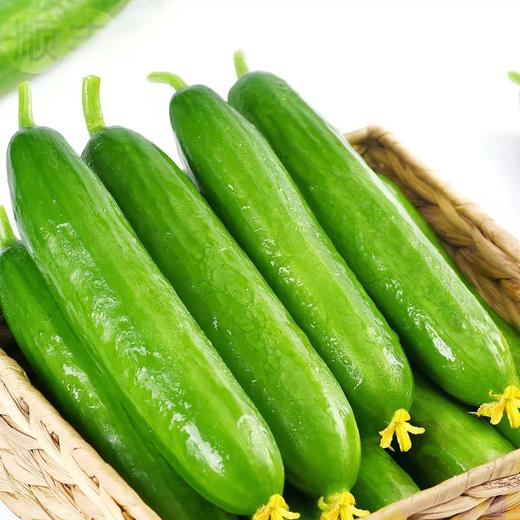 荷兰瓜 商品图0