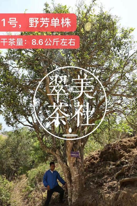 2024【野芳单株】野放古树茶，特别的普洱“妖”气！ 商品图4