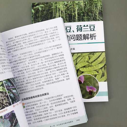 豇豆、菜豆、荷兰豆栽培关键问题解析 商品图5