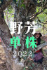 2024【野芳单株】野放古树茶，特别的普洱“妖”气！ 商品缩略图8