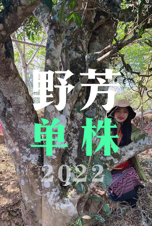 2024【野芳单株】野放古树茶，特别的普洱“妖”气！ 商品图8