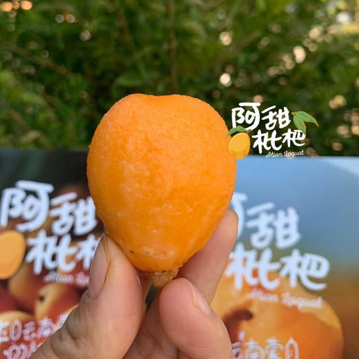 【甜枇杷】阿甜枇杷，纯甜无酸的口感，温润养肺的水果，老少皆宜！ 商品图4