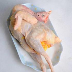 【一九一只鸡】苏食苏北老母鸡约1.2-1.5kg/只【025】