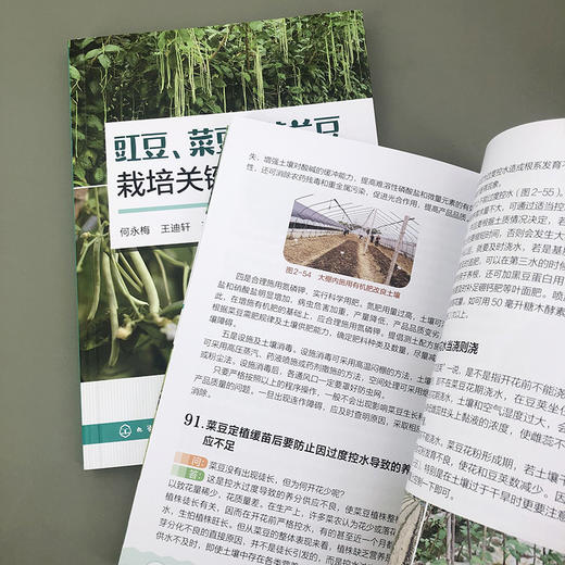 豇豆、菜豆、荷兰豆栽培关键问题解析 商品图9