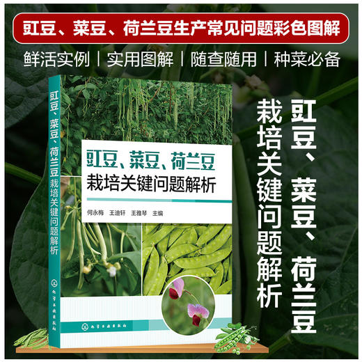 豇豆、菜豆、荷兰豆栽培关键问题解析 商品图0