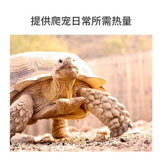 reptizoo爬宠UVA加热灯泡蜥蜴乌龟晒背日灯保温取暖节能 商品图1