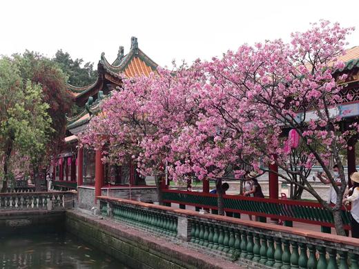 03月26日<穿粤千年>宝墨园樱花节•沙湾古镇一天摄影 商品图3
