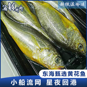 【野生】东海黄鱼子（大黄鱼幼子）