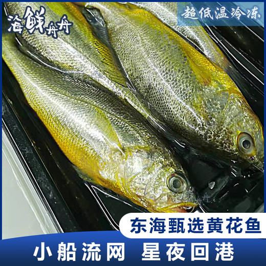 【野生】东海黄鱼子（大黄鱼幼子） 商品图0