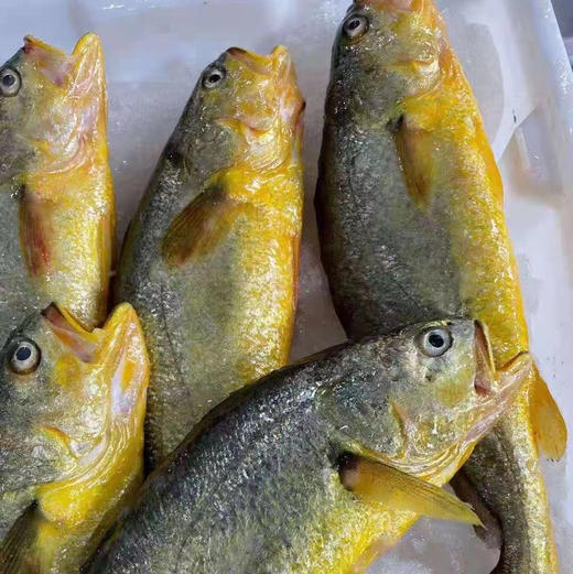 野生海钓大带鱼，东海小黄鱼，大墨鱼，斑节虾。及时海鲜，捕捞到港即发货，非冷冻品。可以吃的出来的海鲜 商品图2