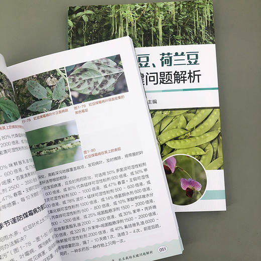 豇豆、菜豆、荷兰豆栽培关键问题解析 商品图6