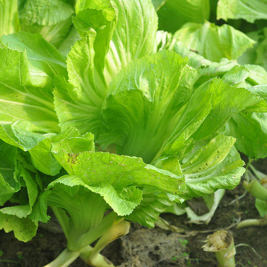 【基地直发】 有机蔬菜包心芥菜4斤/6斤/10斤装欧盟认证包邮 商品图5