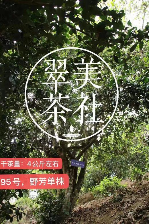 2024【野芳单株】野放古树茶，特别的普洱“妖”气！ 商品图2