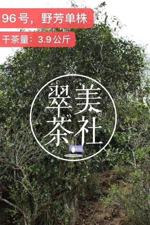 2024【野芳单株】野放古树茶，特别的普洱“妖”气！ 商品图3