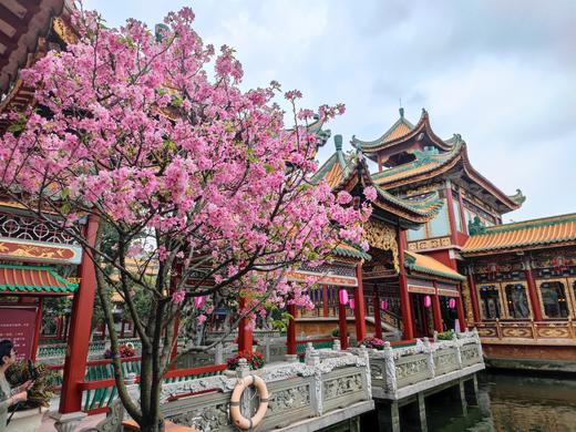 03月26日<穿粤千年>宝墨园樱花节•沙湾古镇一天摄影 商品图1
