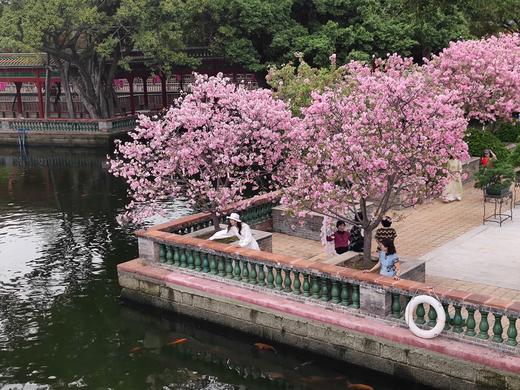 03月26日<穿粤千年>宝墨园樱花节•沙湾古镇一天摄影 商品图2