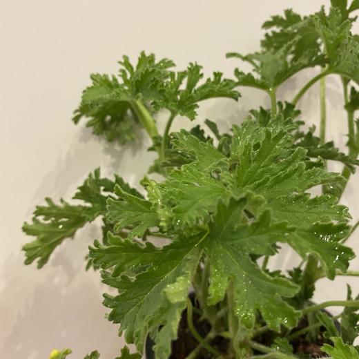 【绿植】驱蚊草 商品图1