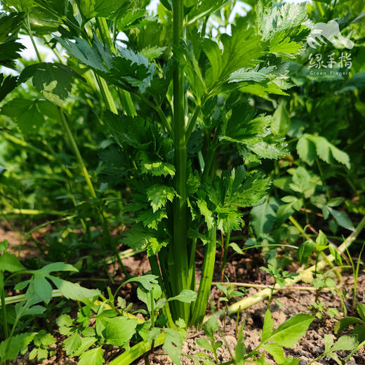 生态瓜菜团购（广州基地省内一件包邮） | 绿家自产*Organic vegetables group-buy | Self-production 商品图0