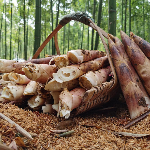 <有书甄选>福建雷竹鲜春笋|（现挖顺丰包邮） 商品图2