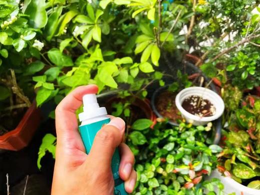 【香茅草驱蚊喷雾60ml*4瓶】佰草童话有效防蚊虫，植物精油成分，温和安全，老人小孩都可以使用，防蚊虫时间2-4小时【新疆西藏+15元】 商品图9