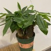 【绿植】土培发财树 商品缩略图0